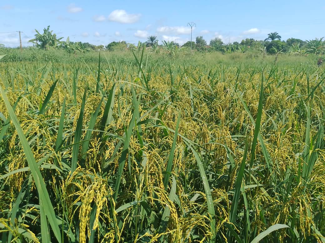 Plantation maïs
